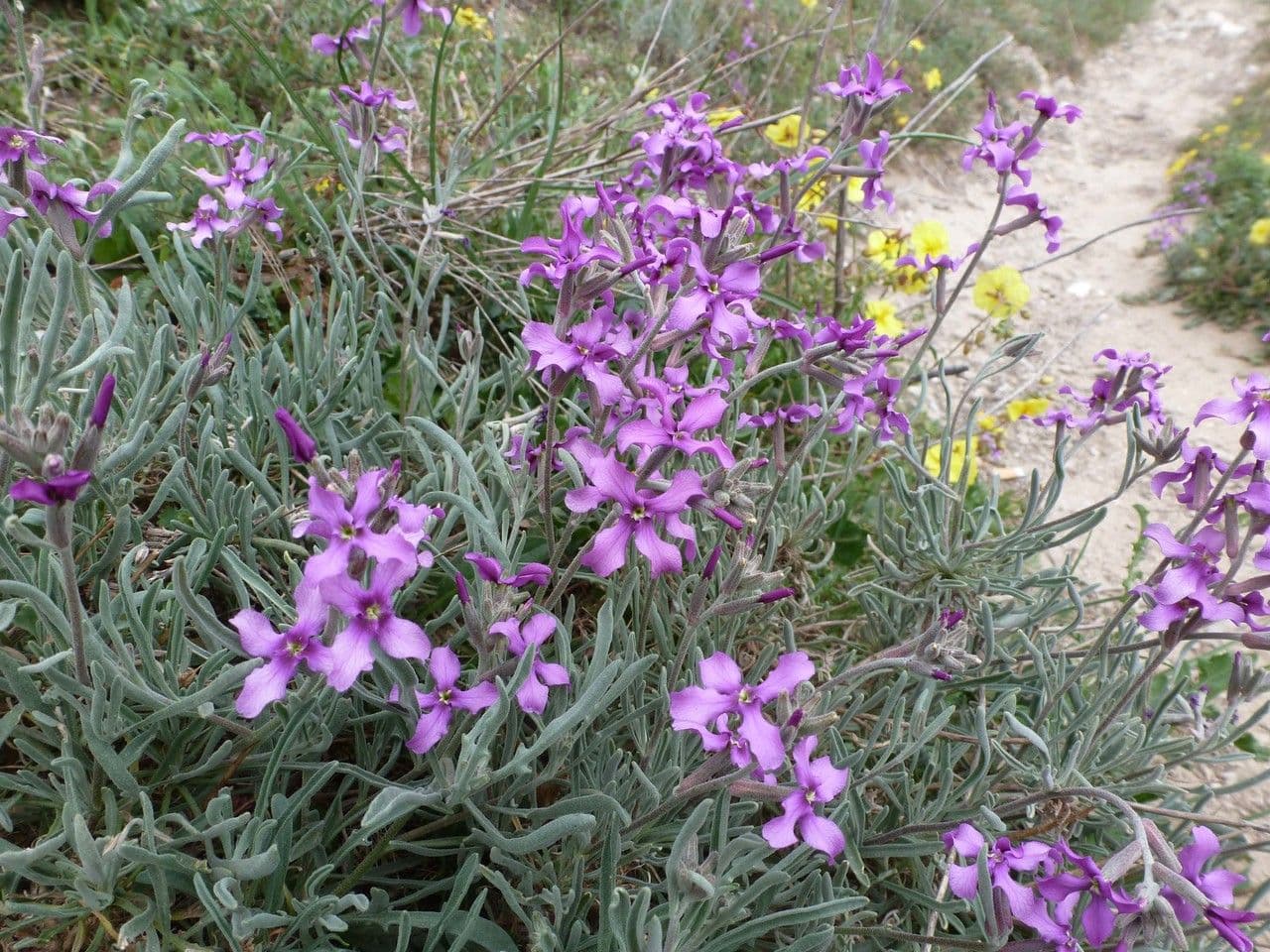 Strand-Levkoje mit violetten Blüten