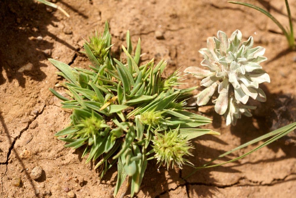Echinaria capitata (kopgras) groene grasspiezen met kopvormige bloemen