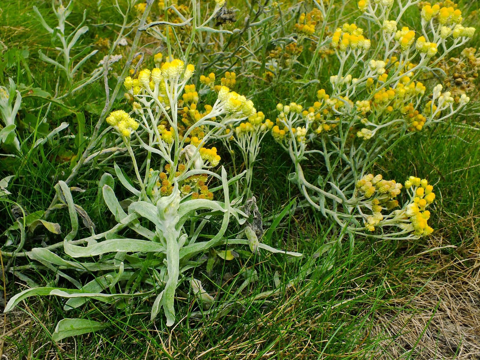 Yellow flowers of helichrysum arenarium against sandy soil