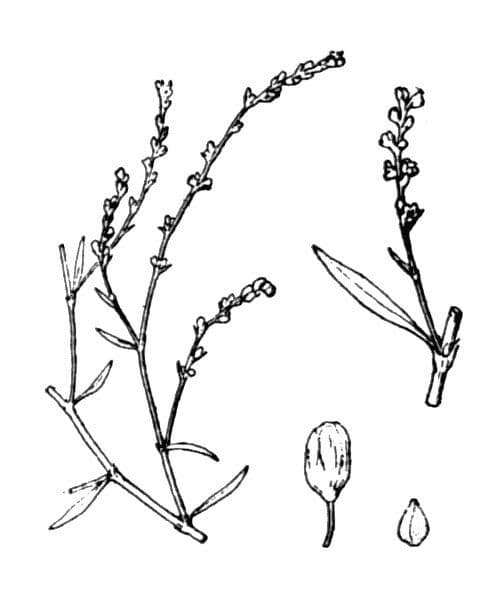 Plantes de Renouée des sables dans l'habitat naturel