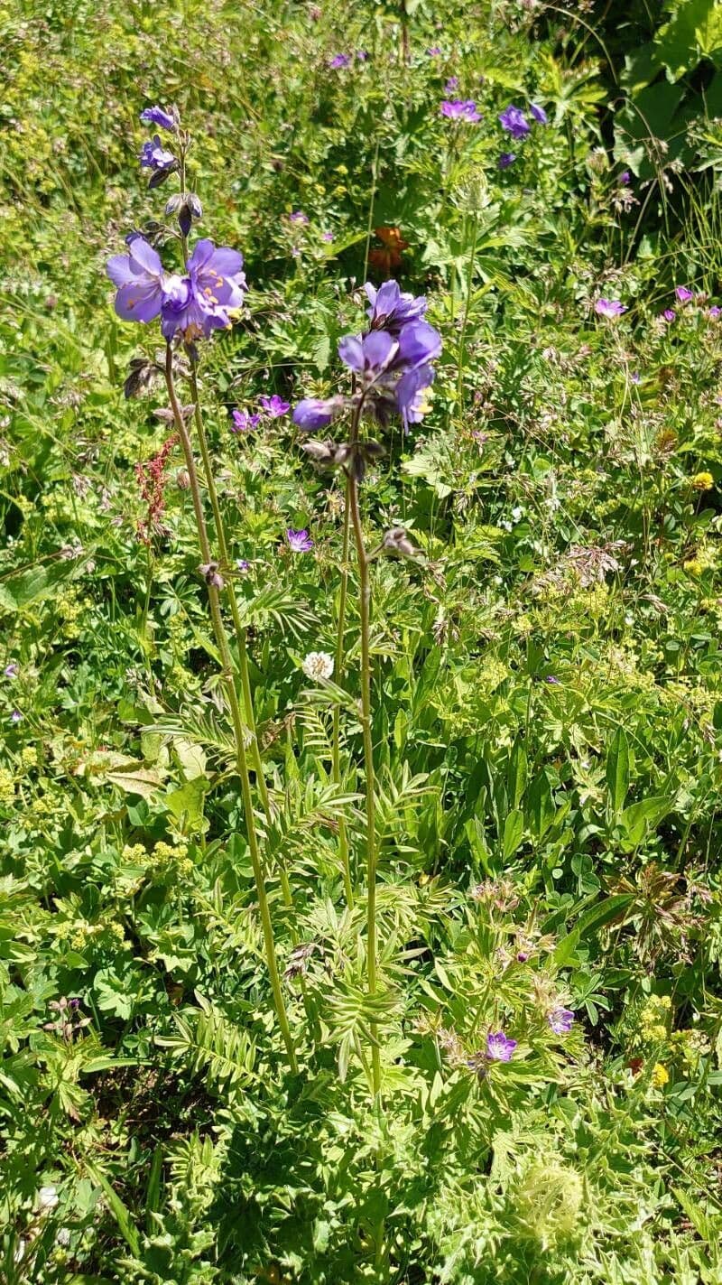 Jacob's Ladder plant with blue flowers