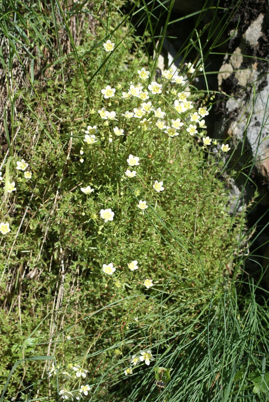 Saxifraga aspera with characteristic bristly leaves
