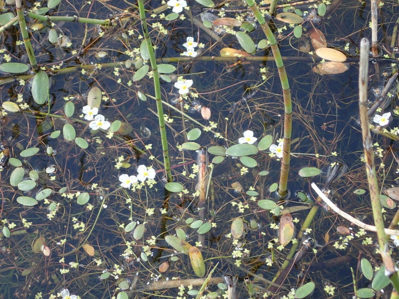 Blüten des Schwimmenden Froschkrauts auf dem Wasser