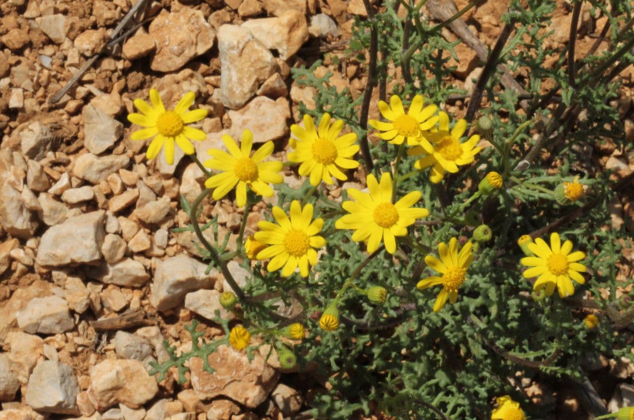 Fleurs jaunes de Senecio gallicus gros plan