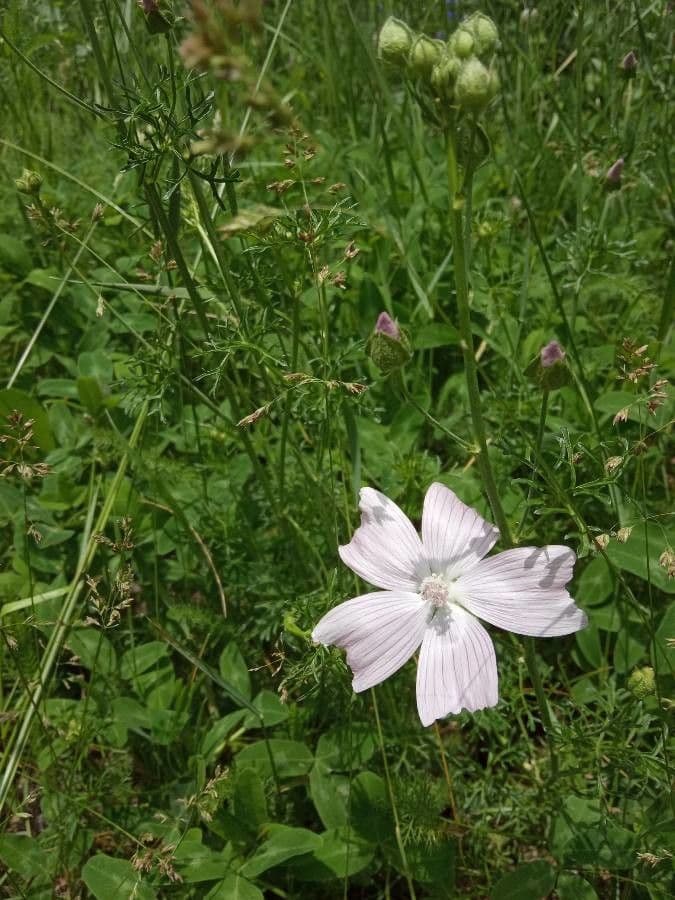 Malva tournefortiana in voller Blute mit violett-rosa Bluten