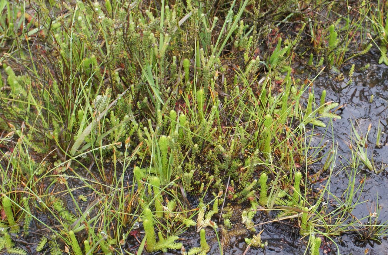 Sumpfbarlapp mit feinen kriechenden Stengelstrukturen