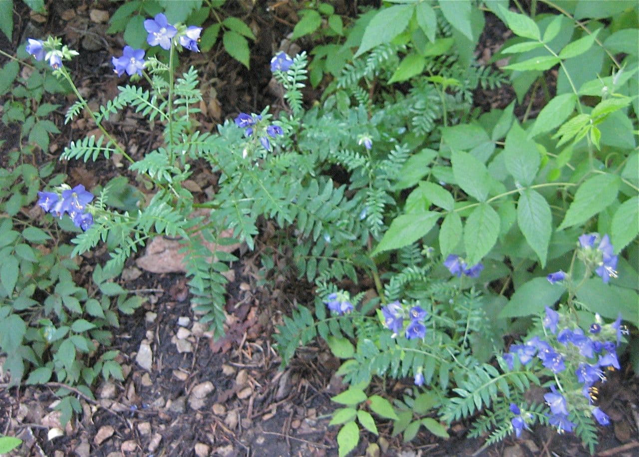 Polemonium foliosissimum mit blau-violetten Blutenrispen und uppigem Fiederlaub im Staudenbeet