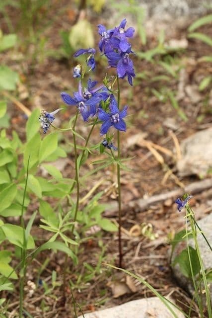 Delphinium bicolor met prachtige blauw-witte bloemen
