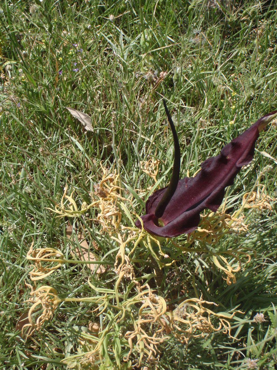 Dragon arum with dark flower and dramatic leaves in a natural garden setting
