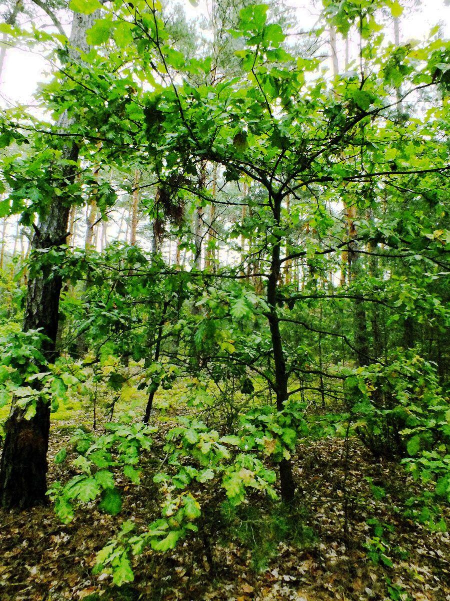 Trauben-Eiche in voller Herbstpracht auf einem sanften Hang im Mischwald