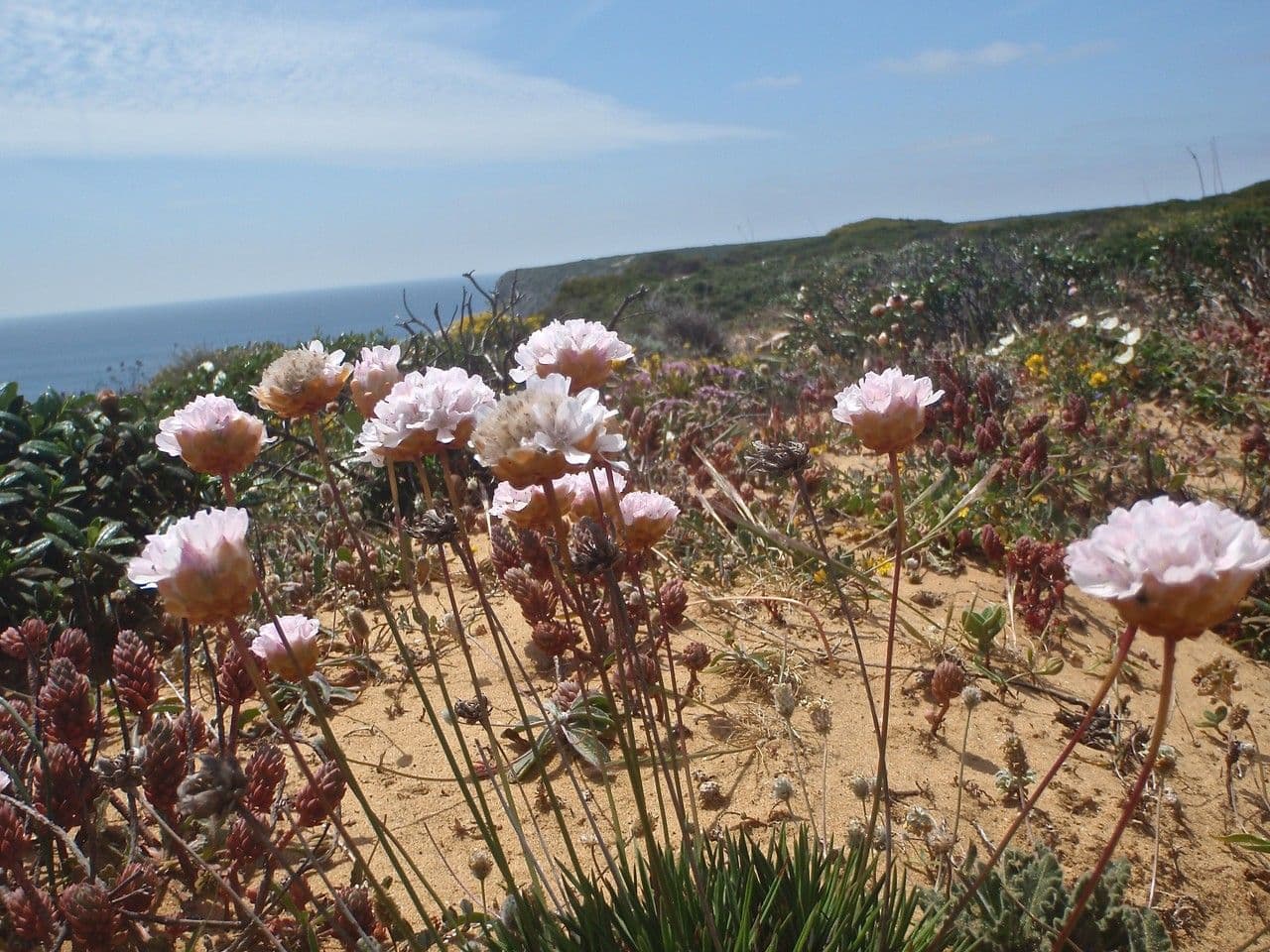 Armeria pungens avec des fleurs violettes sur sol caillouteux