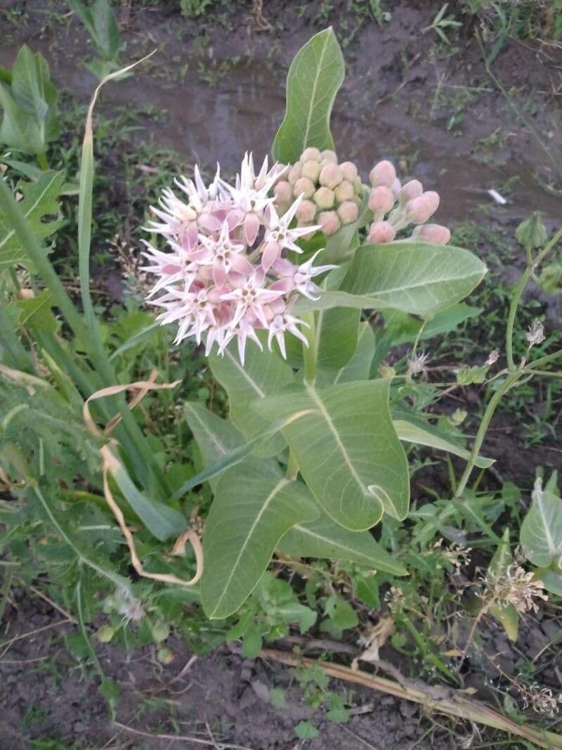 Fleurs roses et blanches en forme de boule d'Asclepias speciosa avec feuillage épais