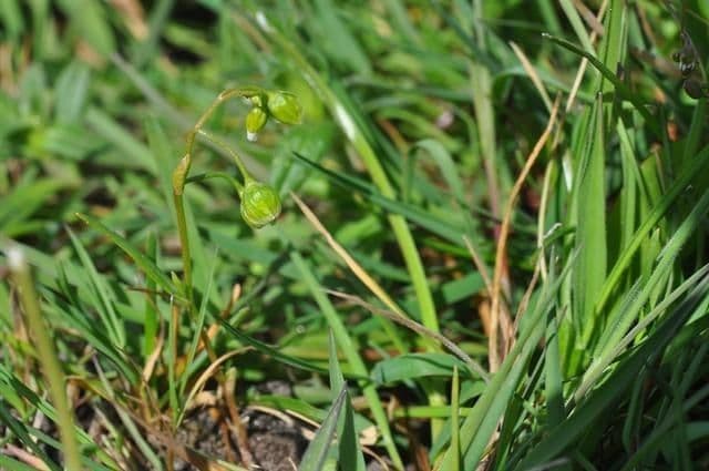 Montia linearis met dunne bladeren en witte bloemen in bloei