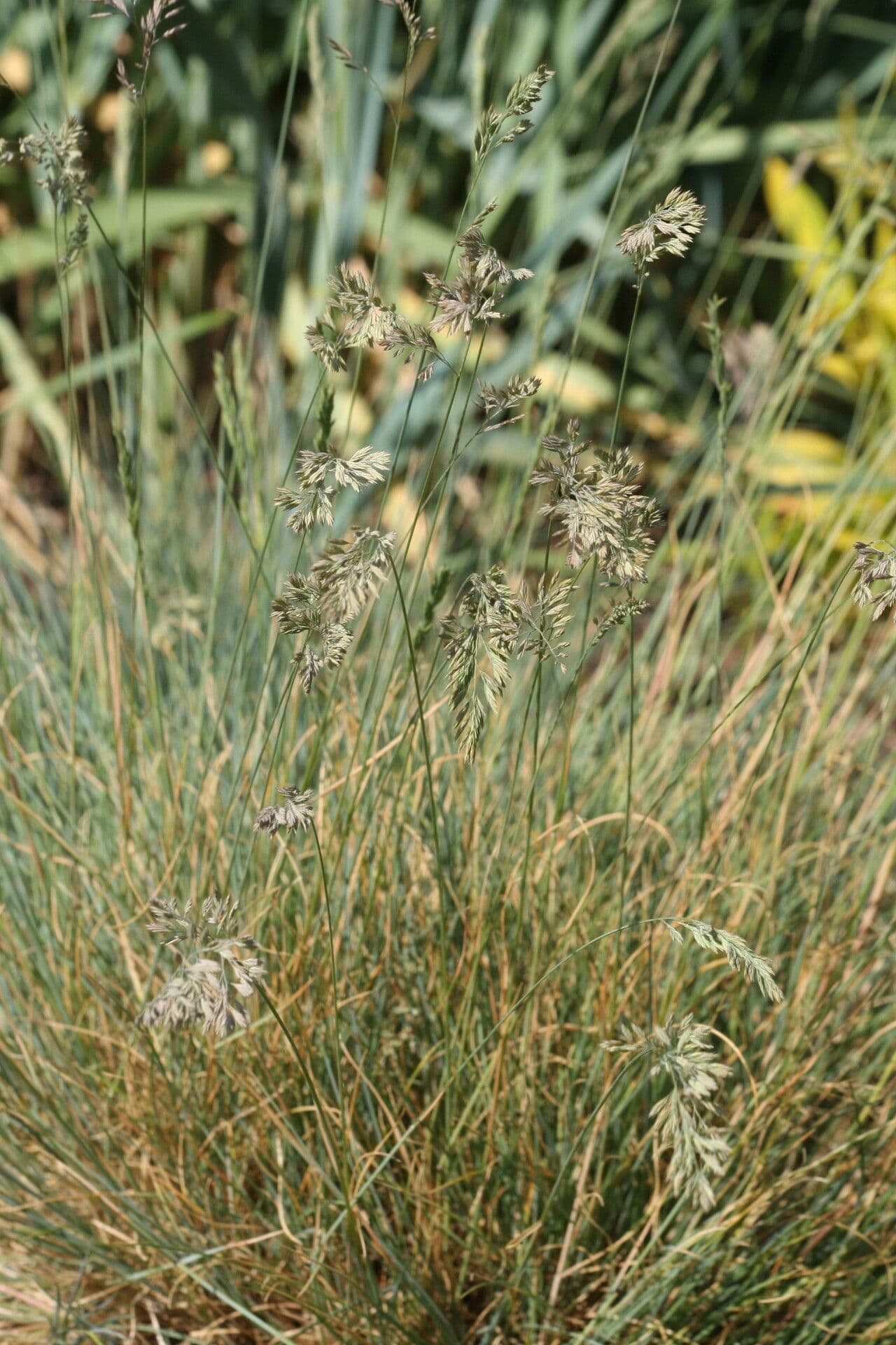 Festuca circummediterranea grass with fine texture and green tones