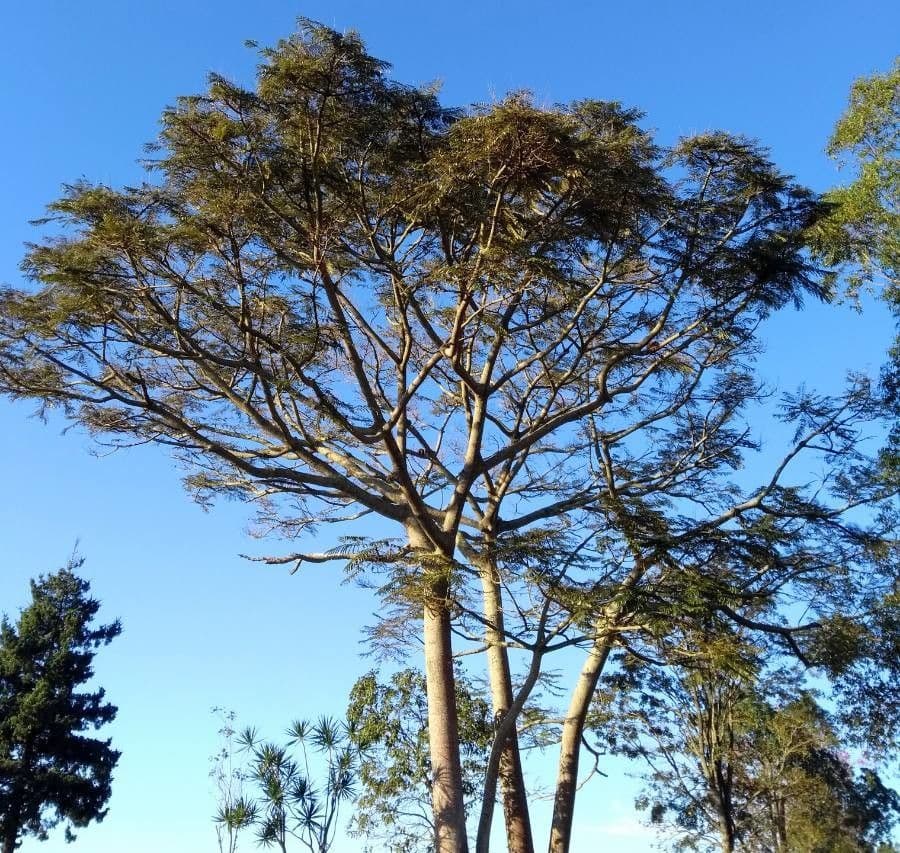 Eucalyptus tereticornis boom met karakteristieke schors