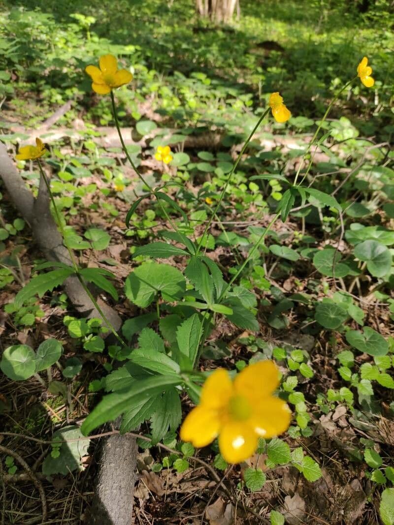 Kaschuben-Goudhahnenfuß bloem in bloei