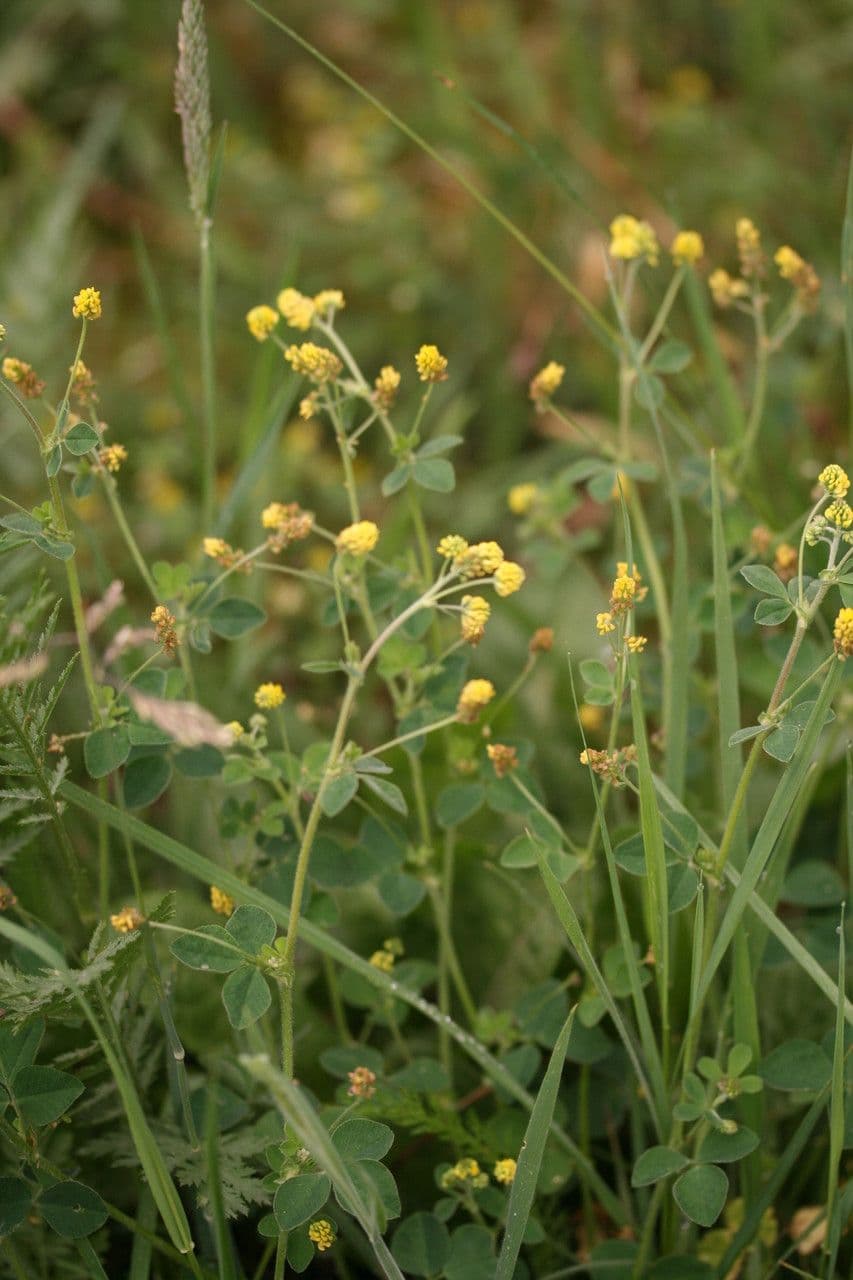 Hopklaver met gele bloemen en donkergroene bladeren in grasland