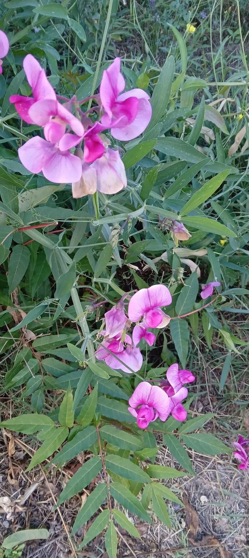 Gesse vivace en fleur avec des grappes de fleurs roses et violettes le long d'un mur de jardin