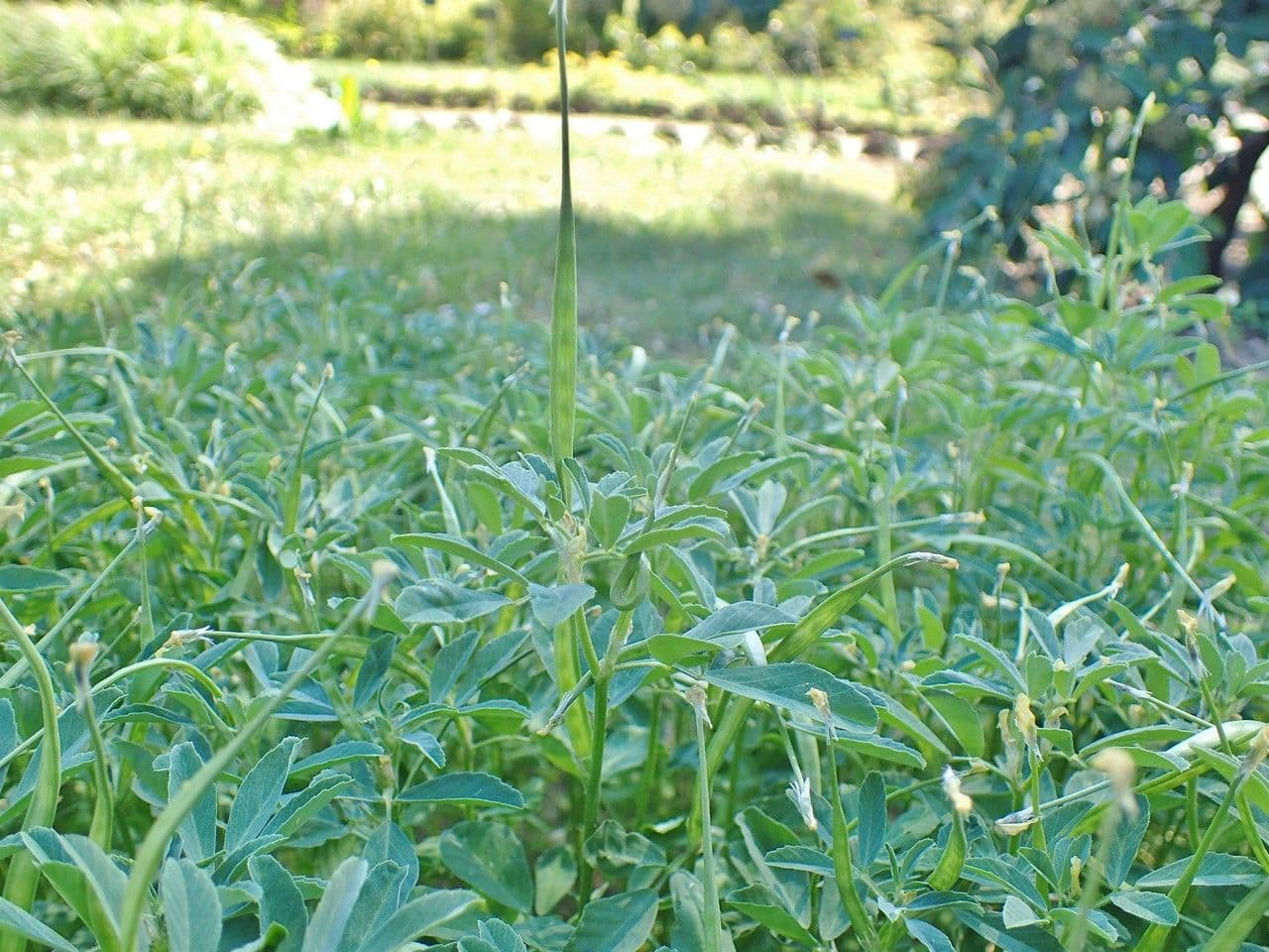 Trigonella foenum-graecum plant with seed pods