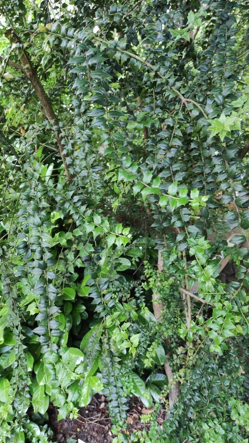 Plante Ilex pernyi avec des feuilles vertes caracteristiques dans un cadre naturel