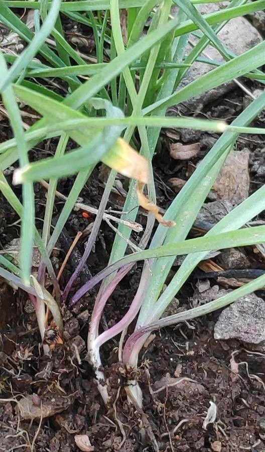 Leuchtend gelbe Blüten des Goldlauchs in voller Blüte auf einem sonnigen Sommerbeet