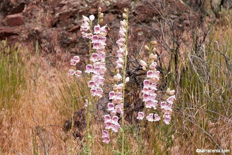 Penstemon palmeri mit grossen lila-weissen duftenden Roehrenbluten auf hohen Stengeln in einem sonnigen trockenen Beet