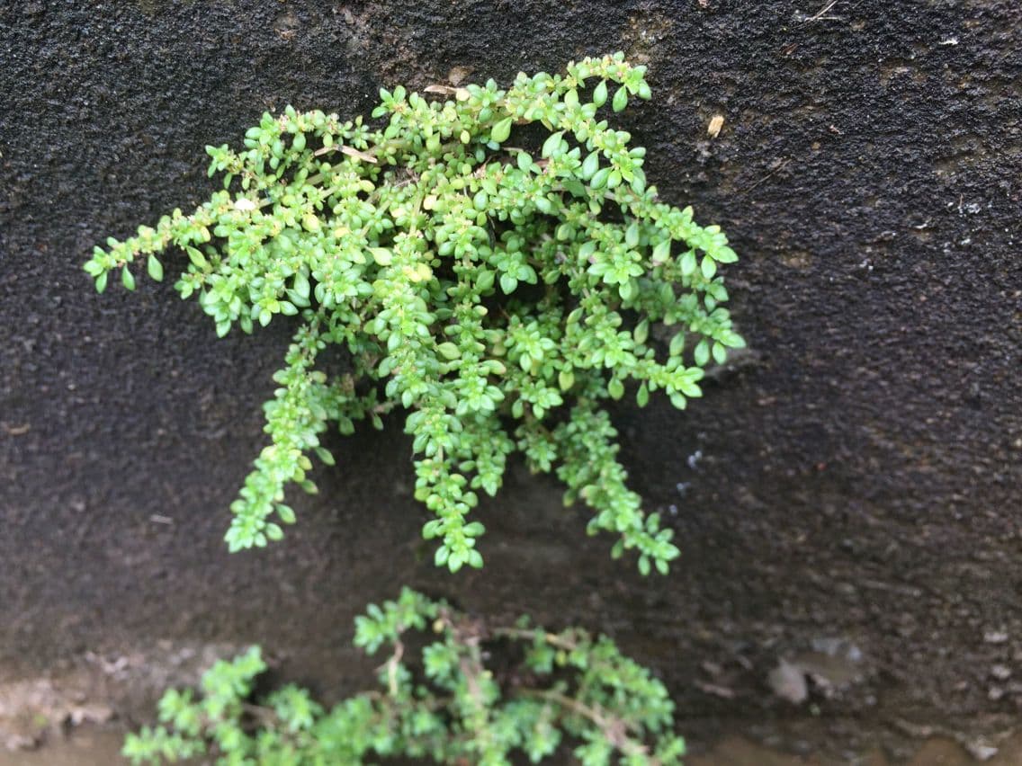 Plante Pilea microphylla avec feuillage fin et croissance compacte