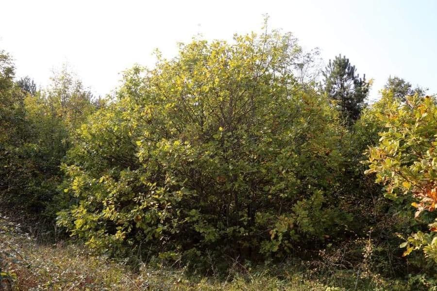 Feuilles vertes du Chene de Strandzha (Quercus hartwissiana)