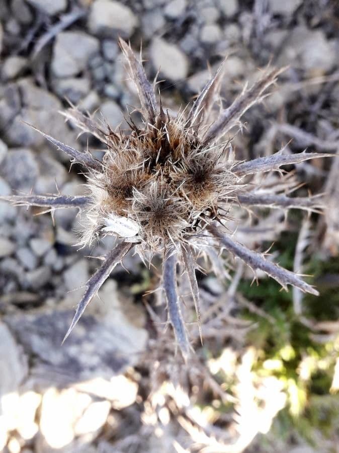 Carlina corymbosa (Carlina corymbosa) mit goldgelben Blüten in Büscheln