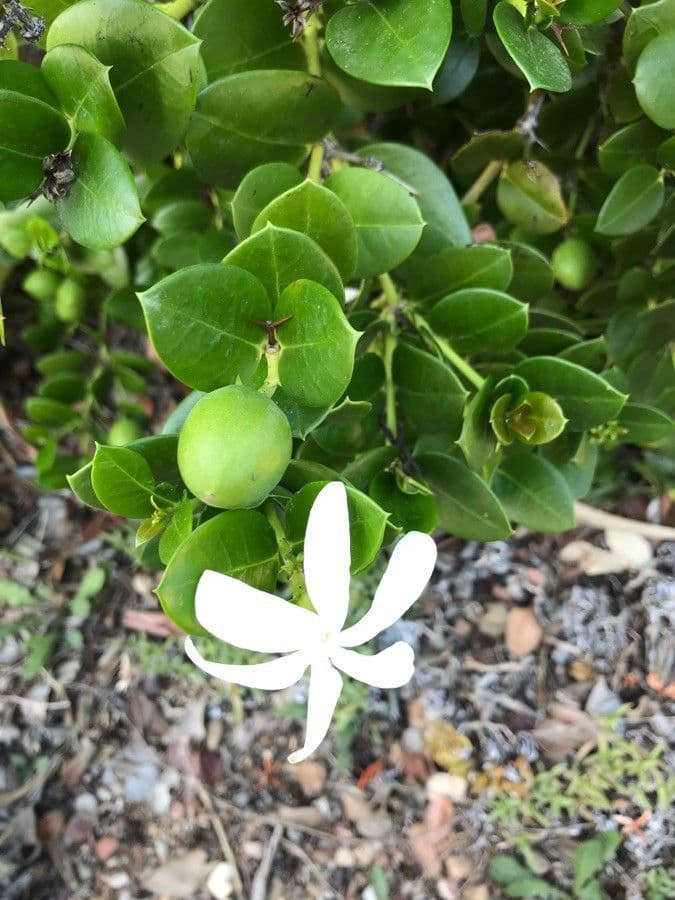 Natalpluis met rode vruchten en witte bloemen