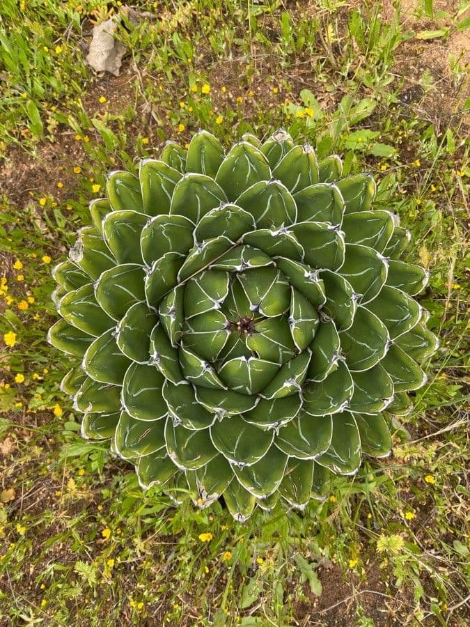 Agave victoriae-reginae in bloei