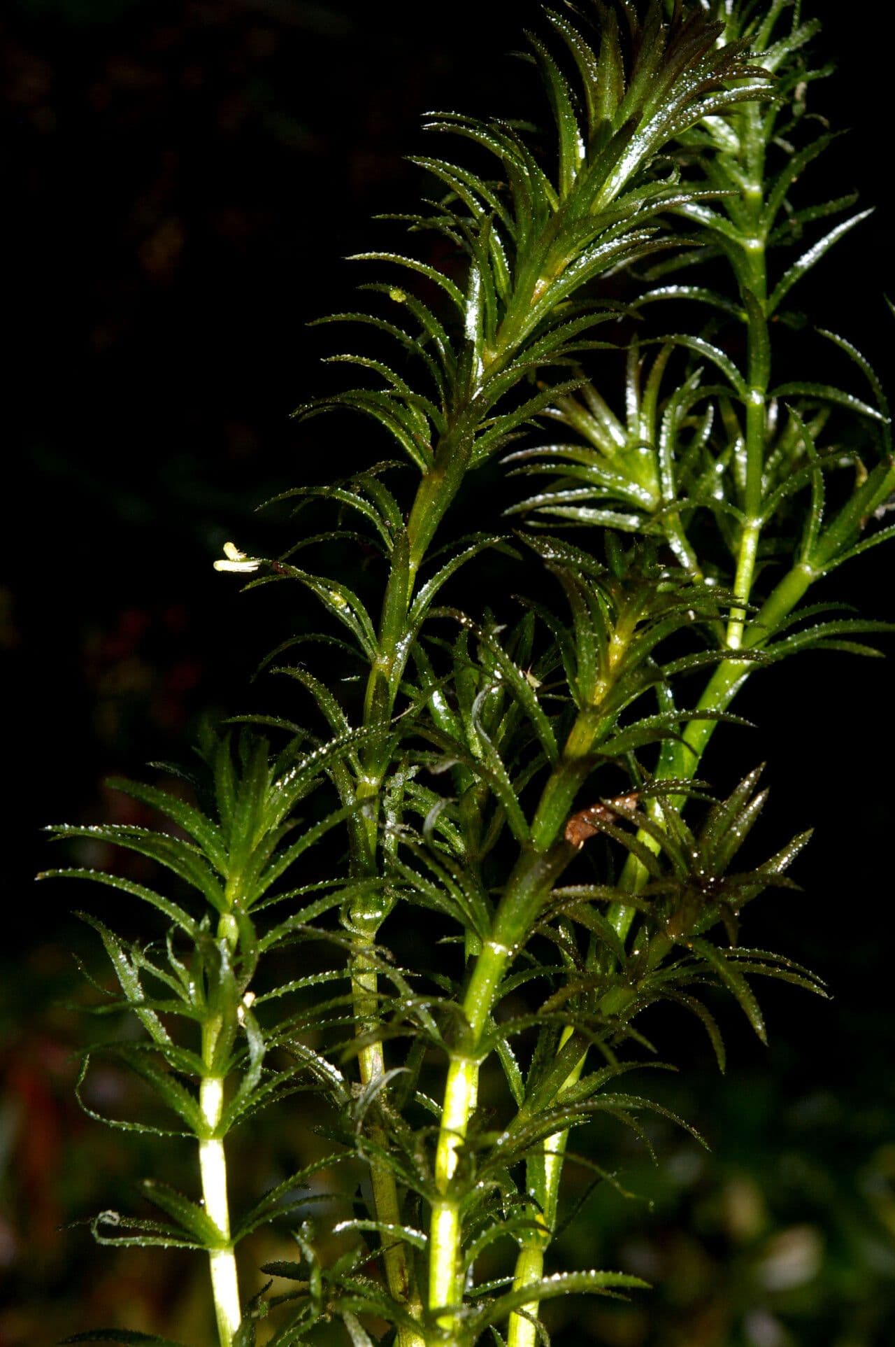 Tiges immergees de Hydrilla verticillata