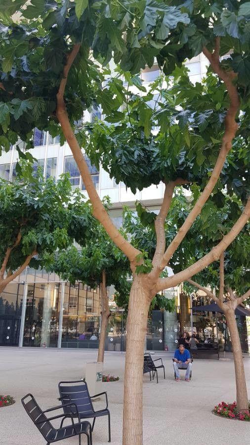 Weißer Maulbeerbaum mit glänzenden Blättern und reifen Früchten in einem sonnigen Garten