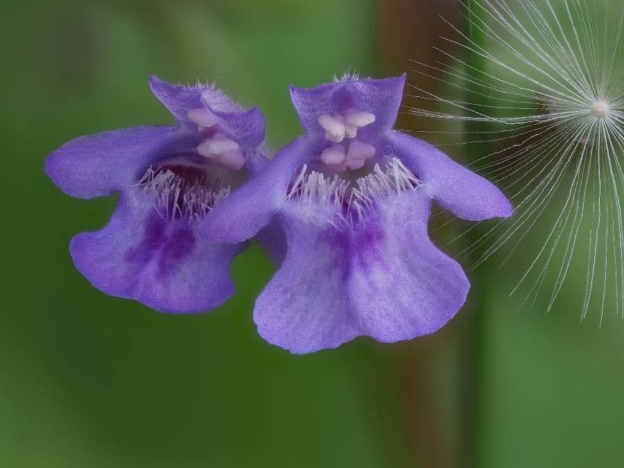 Glechoma hirsuta mit blauen Blueten und weich behaarten Blaettern an einem schattigen Standort