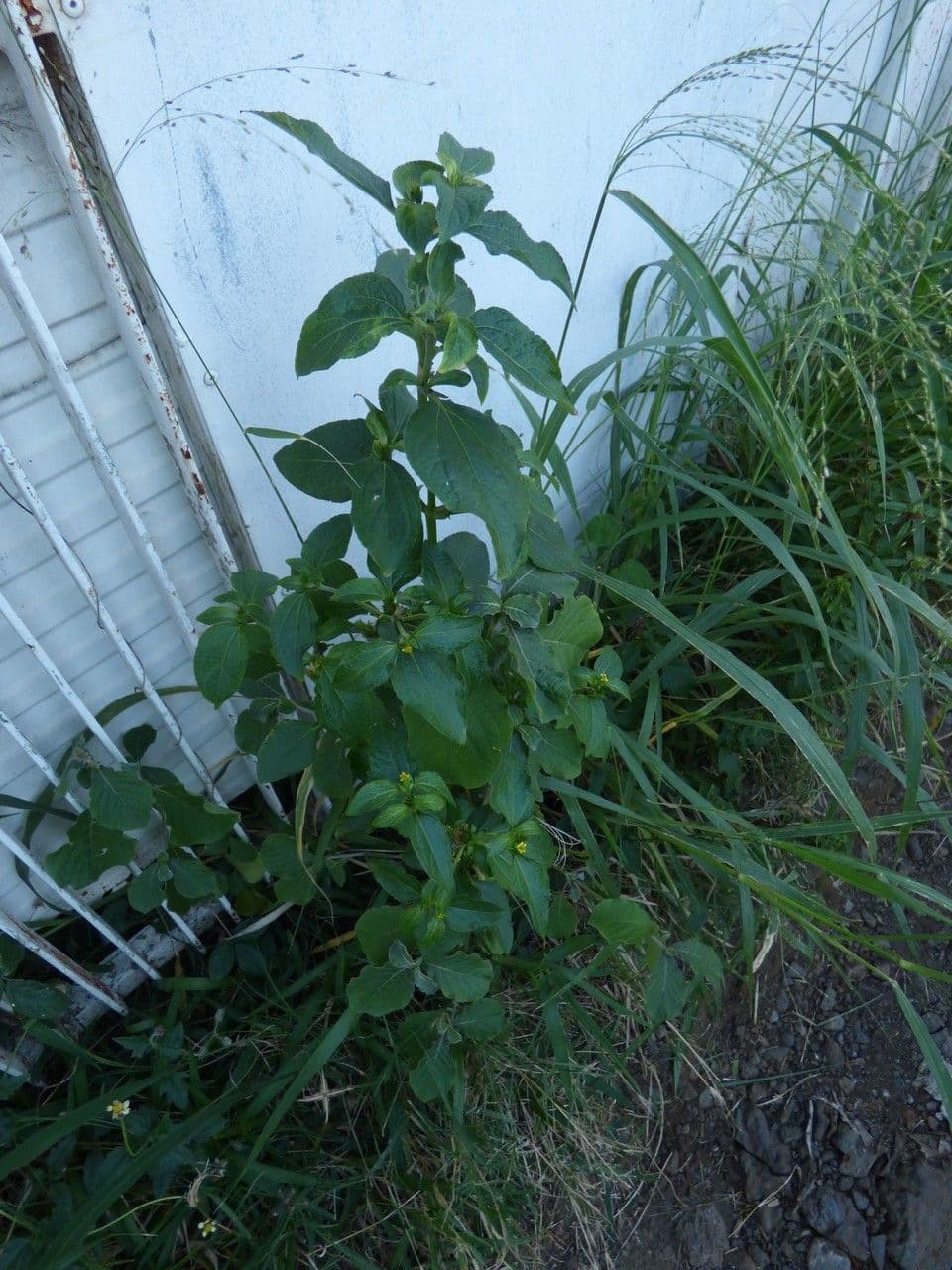 Acanthospermum hispidum bristly starbur with characteristic spiky fruits