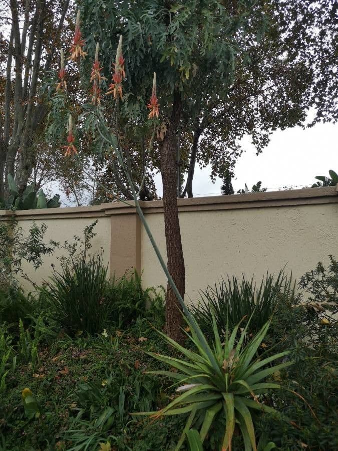 Pretoria-aloë met groene rosetten en rode bloemen