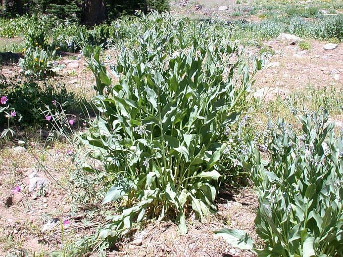 Mertensia ciliata avec ses fleurs bleues en clochettes tombantes