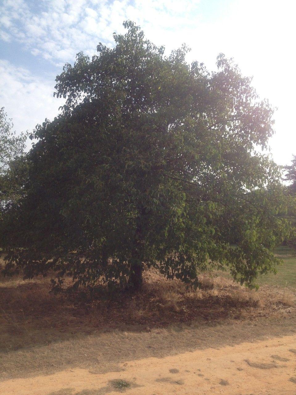 Aulne du Caucase en pleine croissance le long d'une bordure humide
