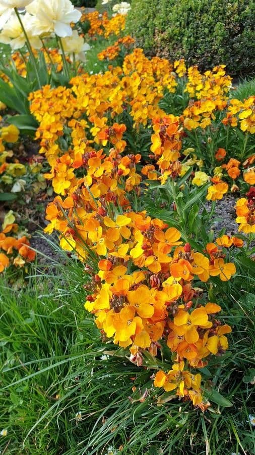 Smelly wallflower with fragrant yellow blooms