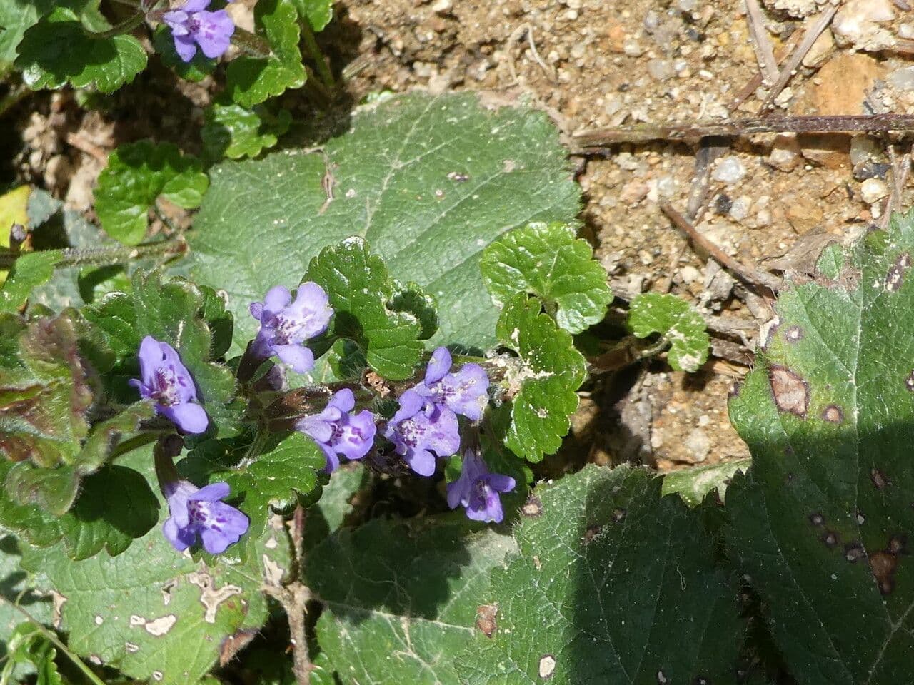 Efeu-Ehrenpreis mit violetten Blüten und efeuartigem Blattwerk