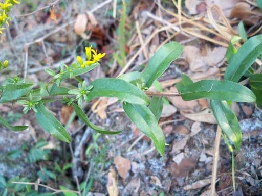 Solidago fistulosa mit leuchtend gelben Blutenstanden in einer sonnigen Kiefernheide