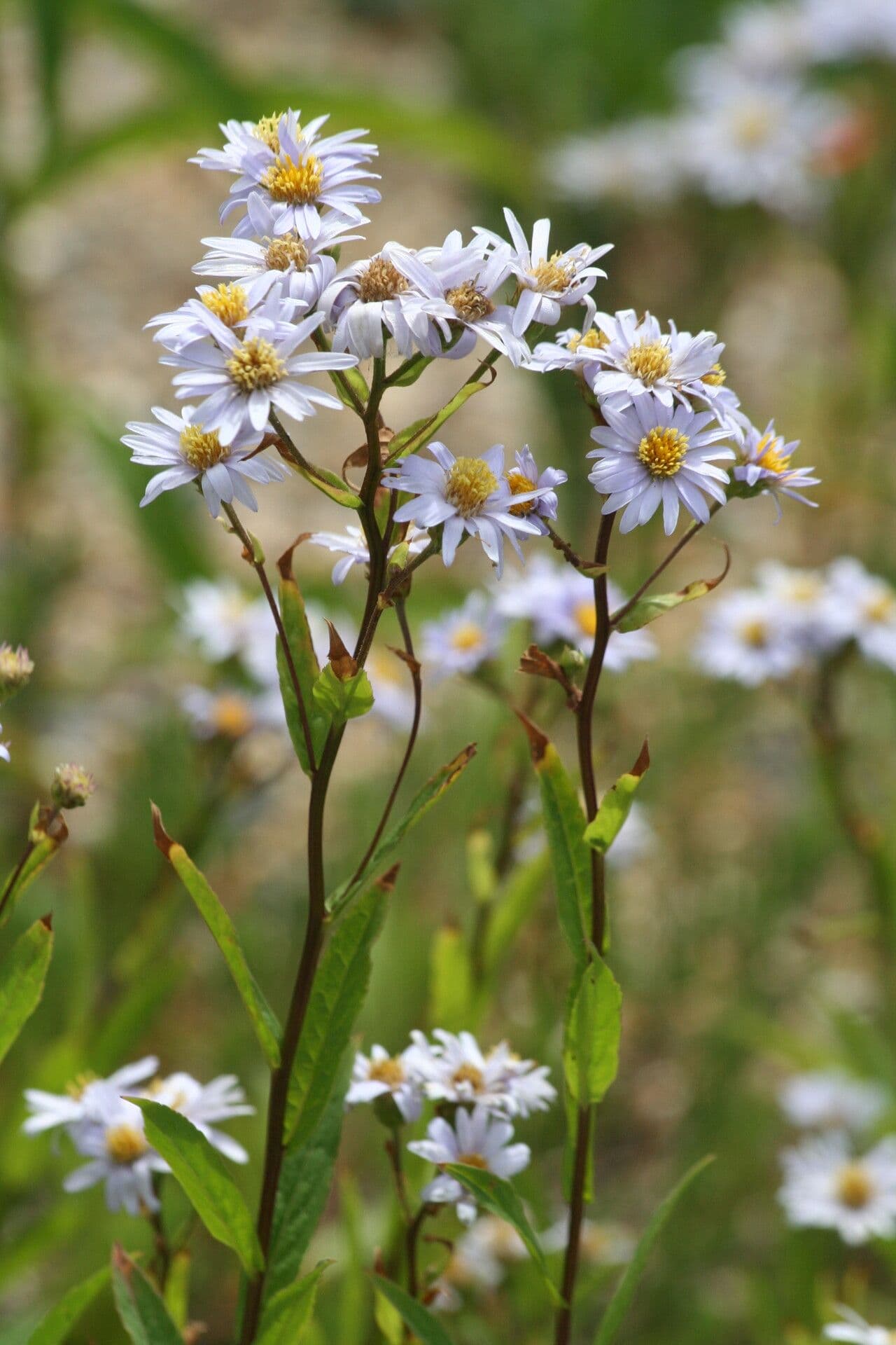 Aster rude affichant des fleurs delicates pourpre-violette en pleine floraison