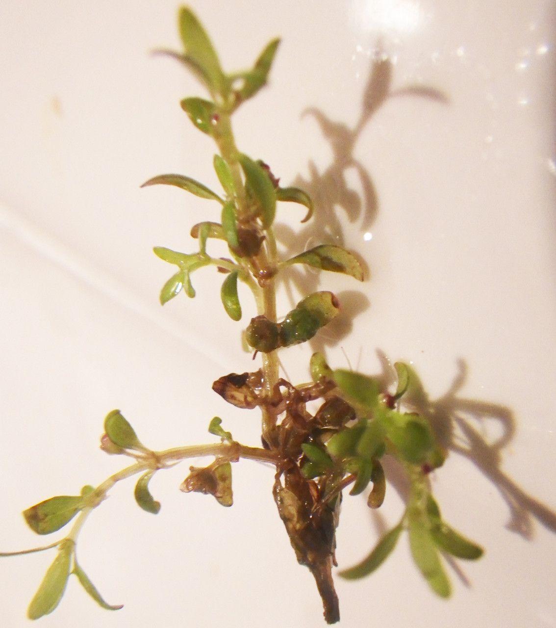 Dreimänniges Tännel in einem flachen Teich, mit kleinen violetten Blüten über dem zarten Laub.