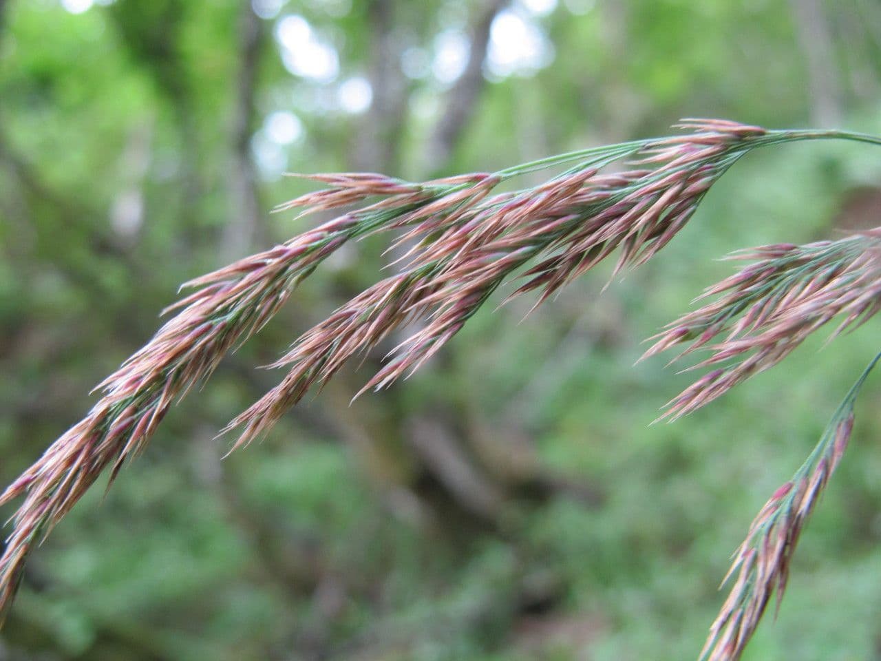 Scandinavian small-reed grass with purple plumes and elegant form