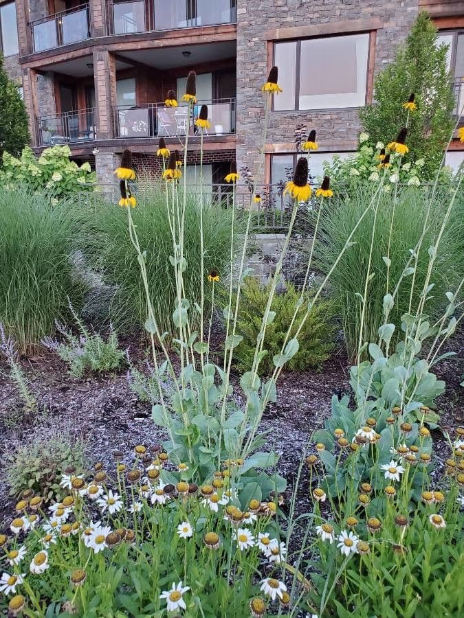 Fleurs jaunes de Rudbeckia maxima sous le soleil estival