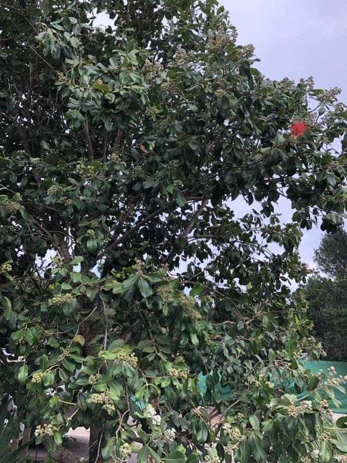 Pohutukawa boom met rode bloemen