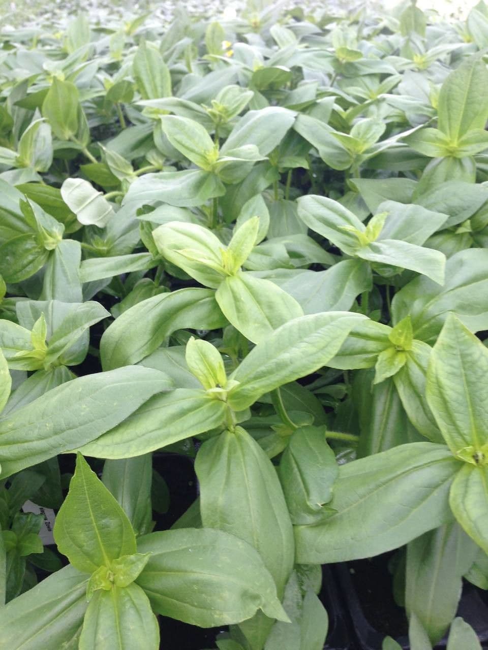 Zinnia elegans farbige Bluten im Garten