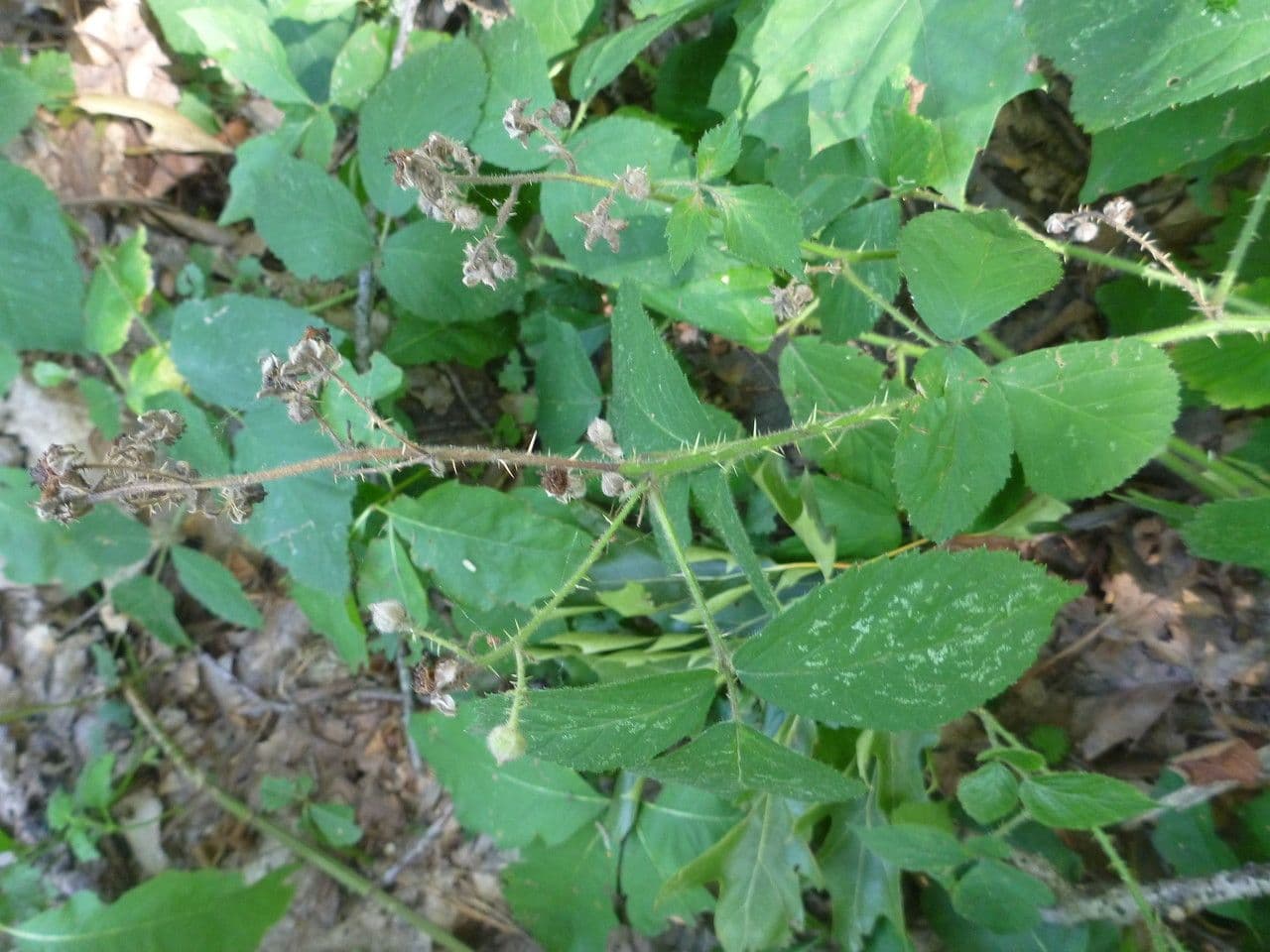 Campania Bramble with delicate lobed leaves