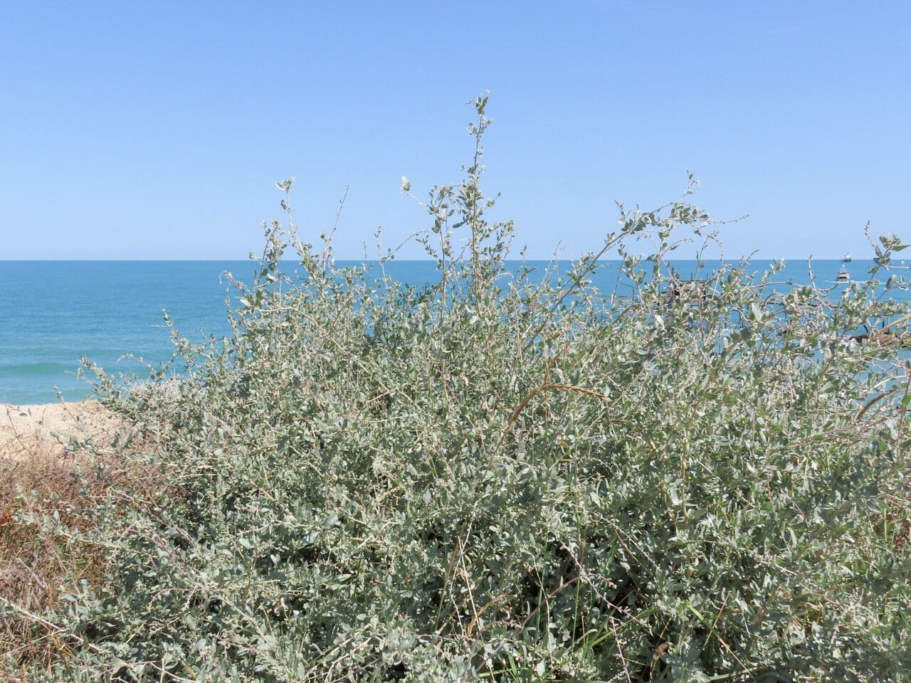 Meerstrand-Salbeifuß (Atriplex halimus) mit charakteristischem silbergrauem Laub