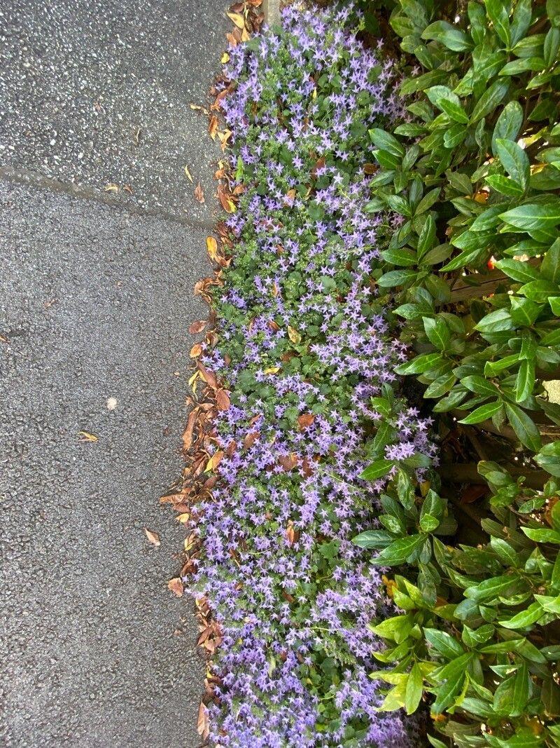 Gargano-Glockenblume in voller Blüte auf einem sonnigen Steingartenhang